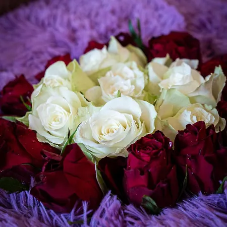 Deluxe Rabbit 布拉格